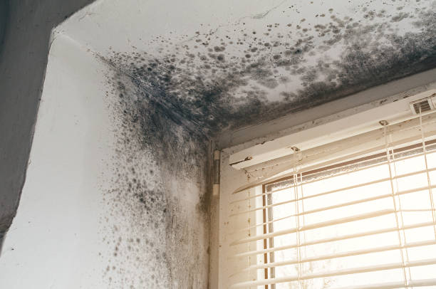 Affordable Basement Mold Removal solutions in West Long Branch, NJ
