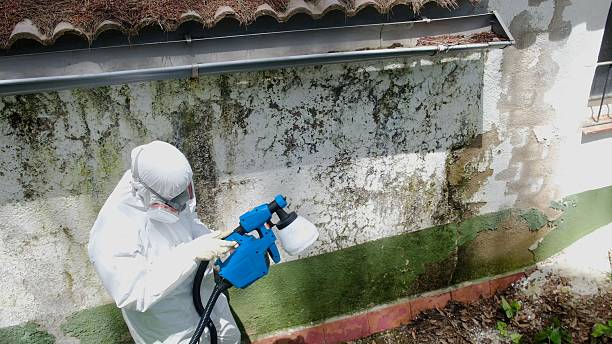 Top rated local Basement Mold Removal specialists in West Long Branch, NJ